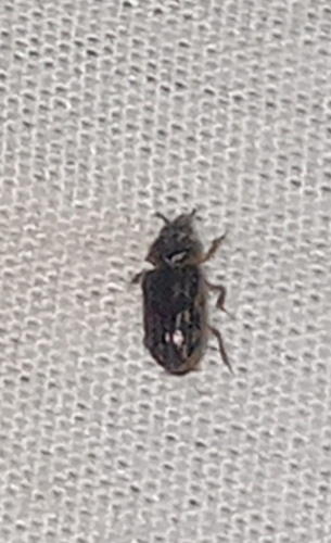 Heterocerus fenestratus