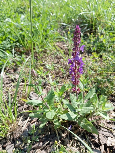 Наблюдение на iNaturalist