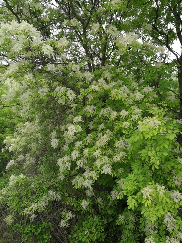 Manna ash
