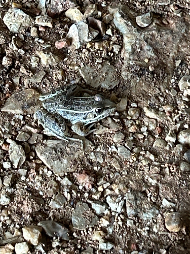 Rio Grande Leopard Frog