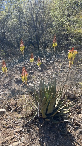 Aloe wickensii