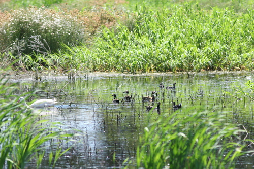 iNaturalist image