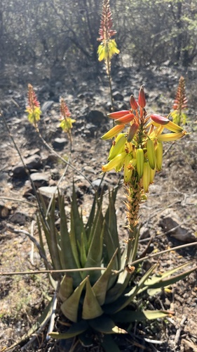 Aloe wickensii, photograph 2