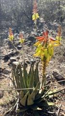 Aloe wickensii, photograph author not stated, no rights reserved
