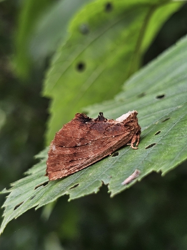 Coxcomb Prominent