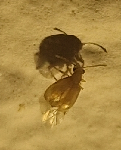 Glyptina