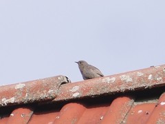 Phoenicurus ochruros