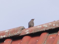 Phoenicurus ochruros