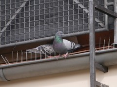 Columba livia domestica