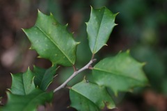 Aquifoliaceae
