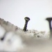 Rusted Stubble Lichen - Photo (c) Samuel Brinker, some rights reserved (CC BY-NC), uploaded by Samuel Brinker
