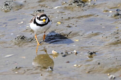 iNaturalist image