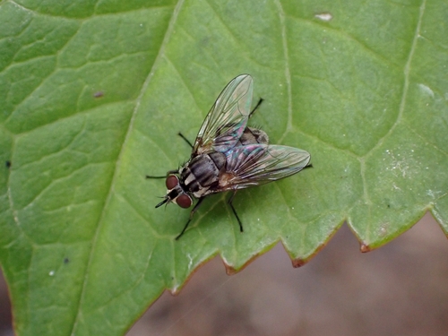 Mosca delle stalle