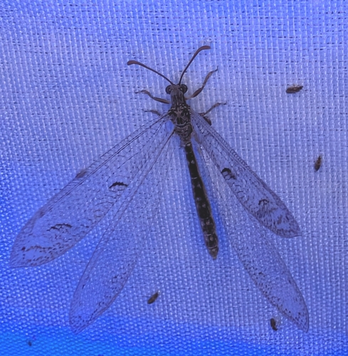 Euptilon ornatum