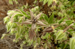 Trichodesma