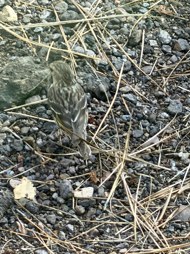 Pine Siskin