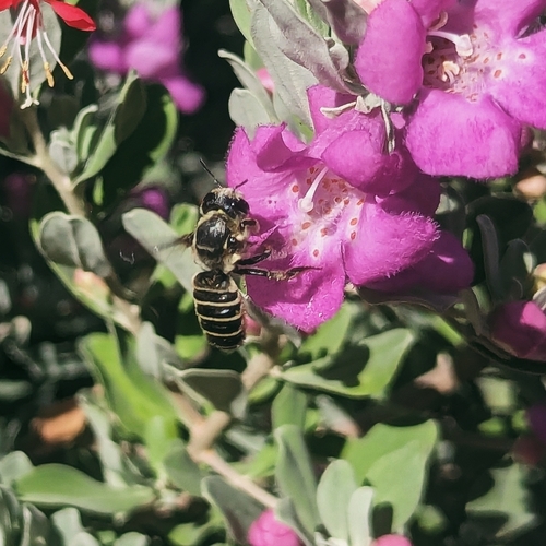 Megachile policaris