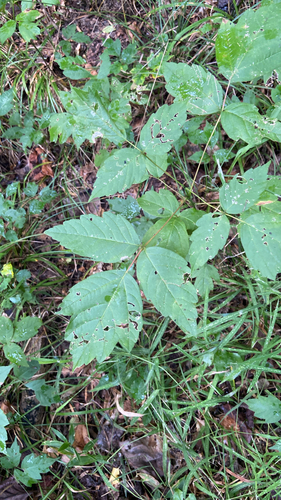 box elder