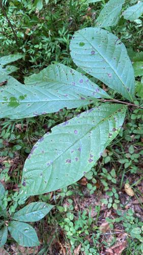 common pawpaw