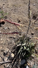 Aloe globuligemma, photograph author not stated, no rights reserved