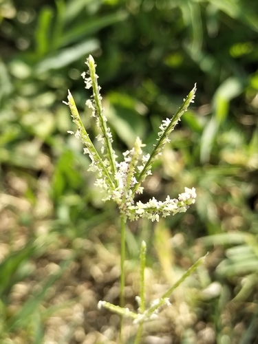 Bermuda grass