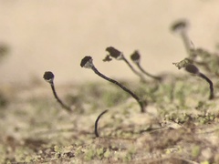 Chaenotheca trichialis