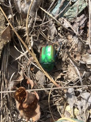 Protaetia cuprea cuprea