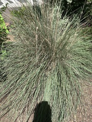 Muhlenbergia lindheimeri