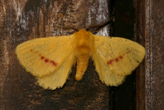 Stenoglene rosea