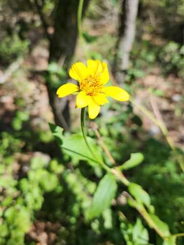 Toothleaf Goldeneye