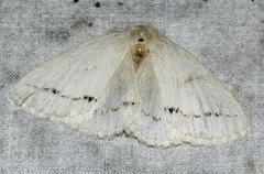 Phiala