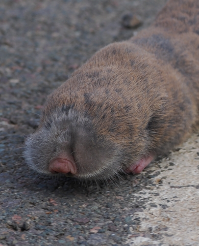 Lesser Blind Molerat