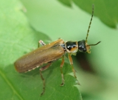 Cantharis decipiens