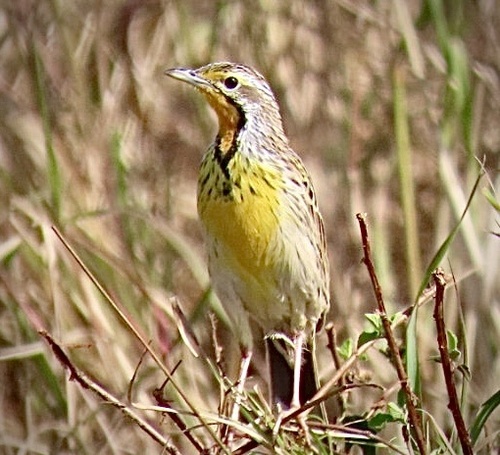 Pangani Longclaw (Macronyx aurantiigula), photo 9
