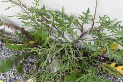 Diplotaxis tenuifolia