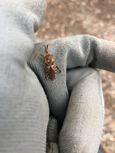 Western Leaf-footed Bug