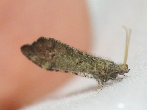 Lomamyia squamosa