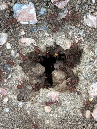 Red Harvester Ant
