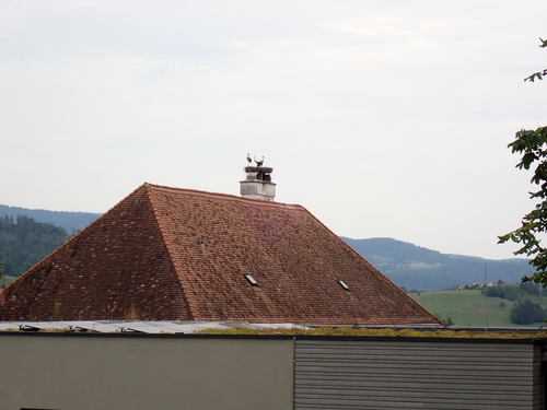 iNaturalist: (c) Petzenbär, some rights reserved (CC BY-NC), uploaded by Petzenbär iNaturalist image