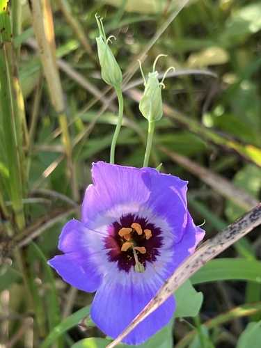 showy prairie gentian