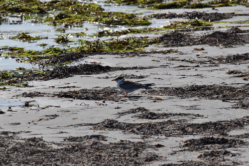 iNaturalist image