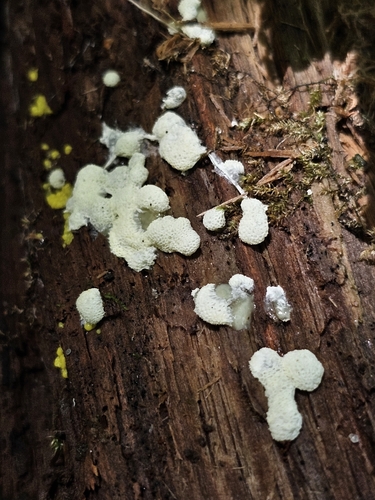 Honeycomb Coral Slime Mold