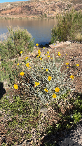Desert Marigold