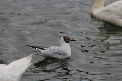 iNaturalist image