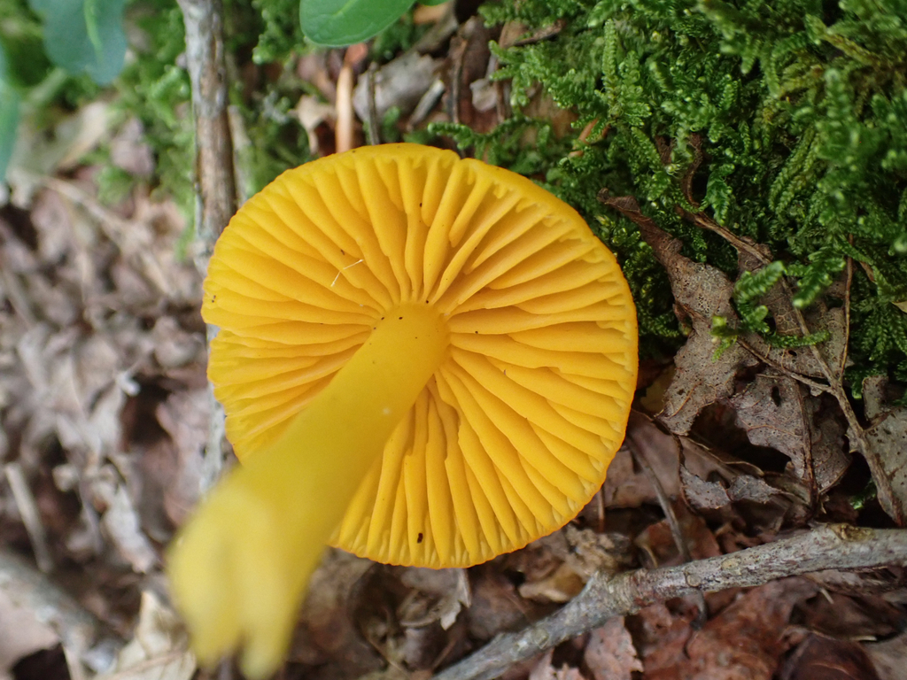 orange gilled waxcap · July 2026 · photo: Photo: no rights reserved · iNaturalist
