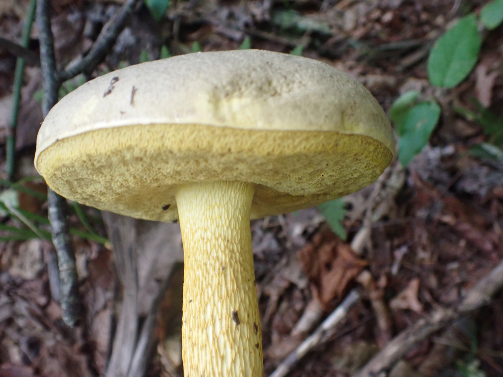 Ornate-stalked bolete · July 2026 · photo: Photo: no rights reserved · iNaturalist