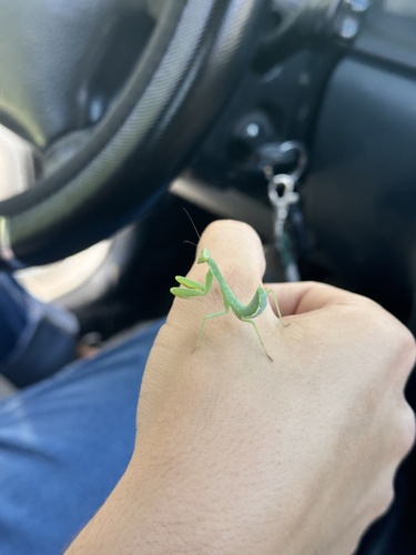 Transcaucasian Giant Mantis