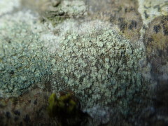 Buellia griseovirens