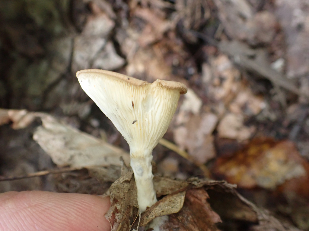 Common Funnel · July 2026 · photo: Photo: no rights reserved · iNaturalist