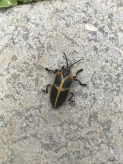 Mecistomela marginata